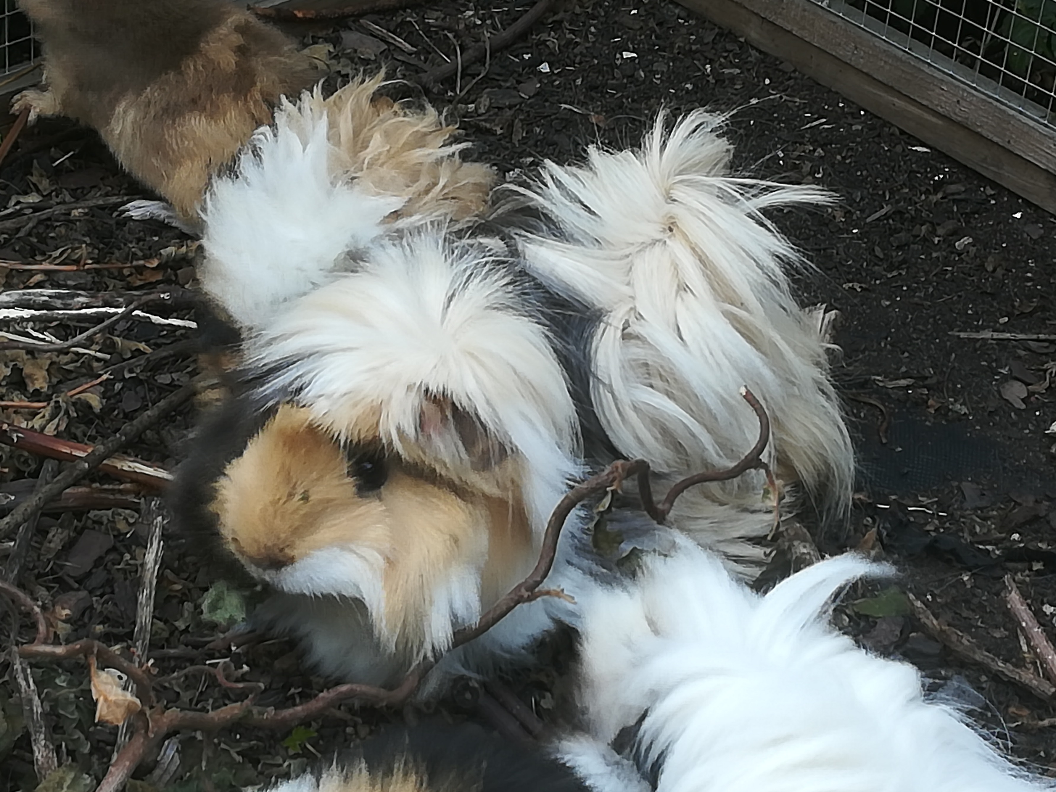 Angora Dame "Isabell" :)