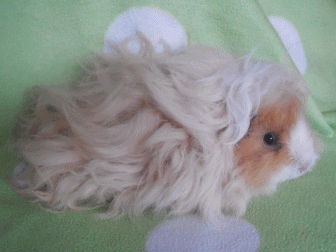 Maggie, Lunkarya Weibchen