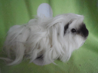 Quasi, Lunkarya Kastrat. Am 29.09.20 leider verstorben :(