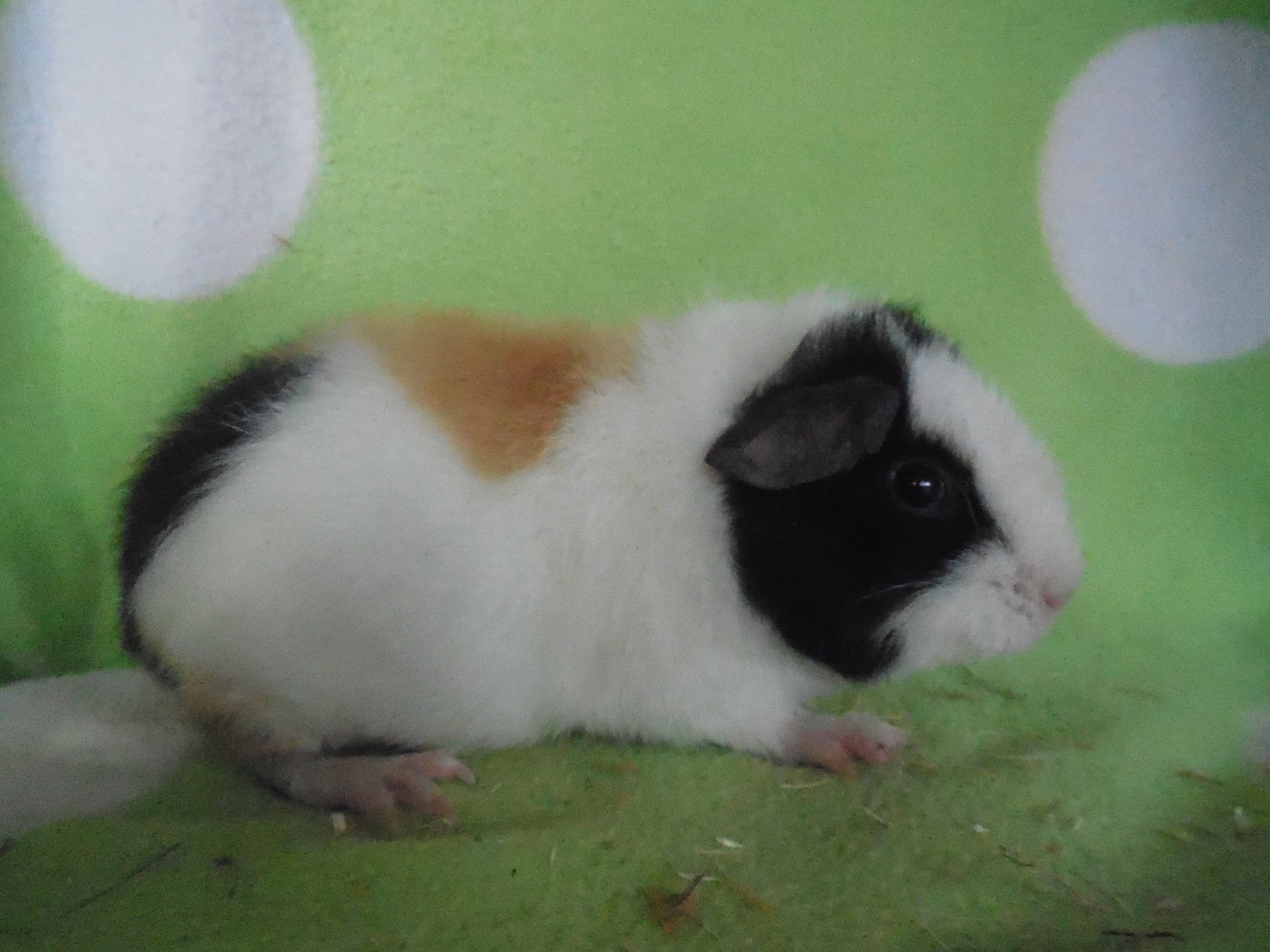 Chianti, eine hübsche und sehr zutrauliche Maus, bleibt natürlich :)