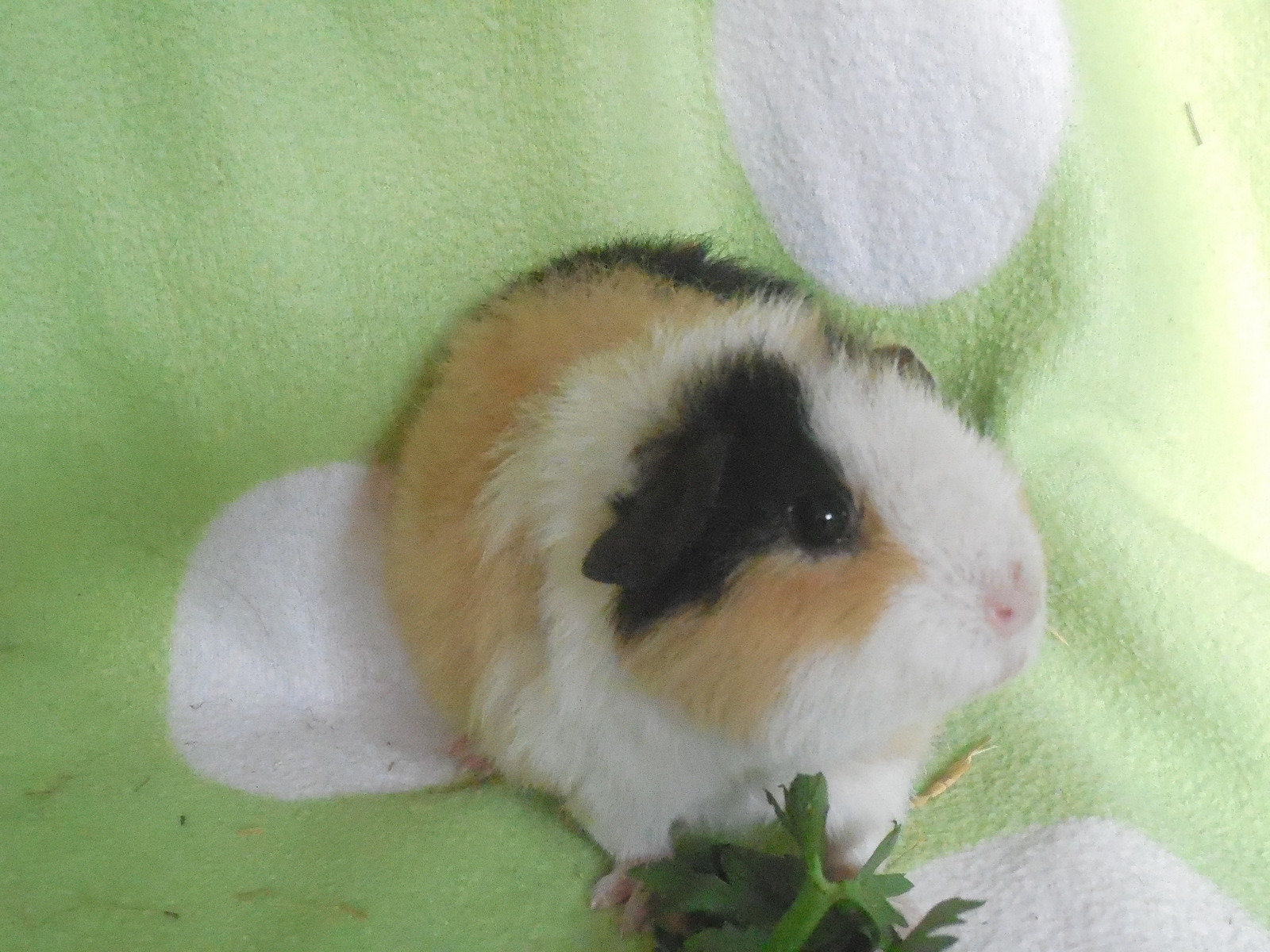 Blümchen, auch sie ist sehr zutraulich :) Ich glaube sie ist das Friseurschweinchen das meine Langhaarmuckis kurz frißt. Grrrrrr :/