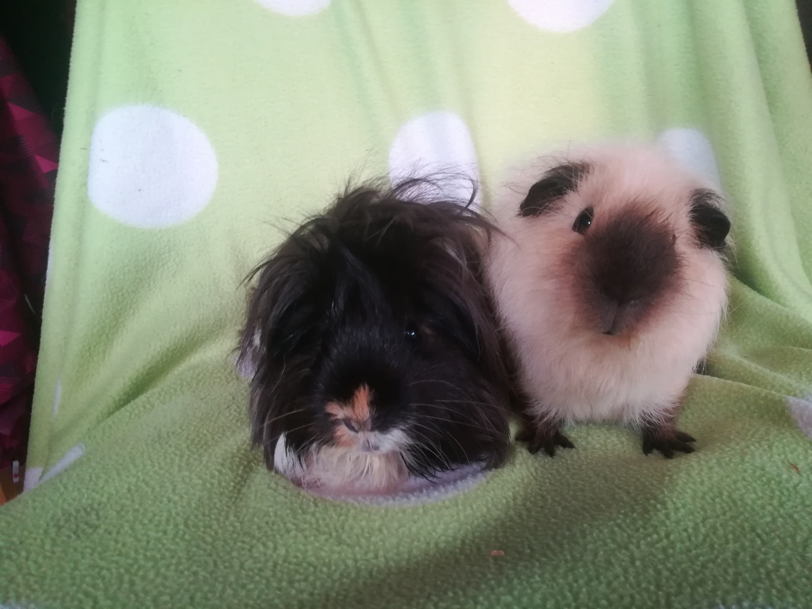 Zoe & Bommel (Zoe ist leider kurz vor ihrem 6. Geburtstag unerwartet verstorben)