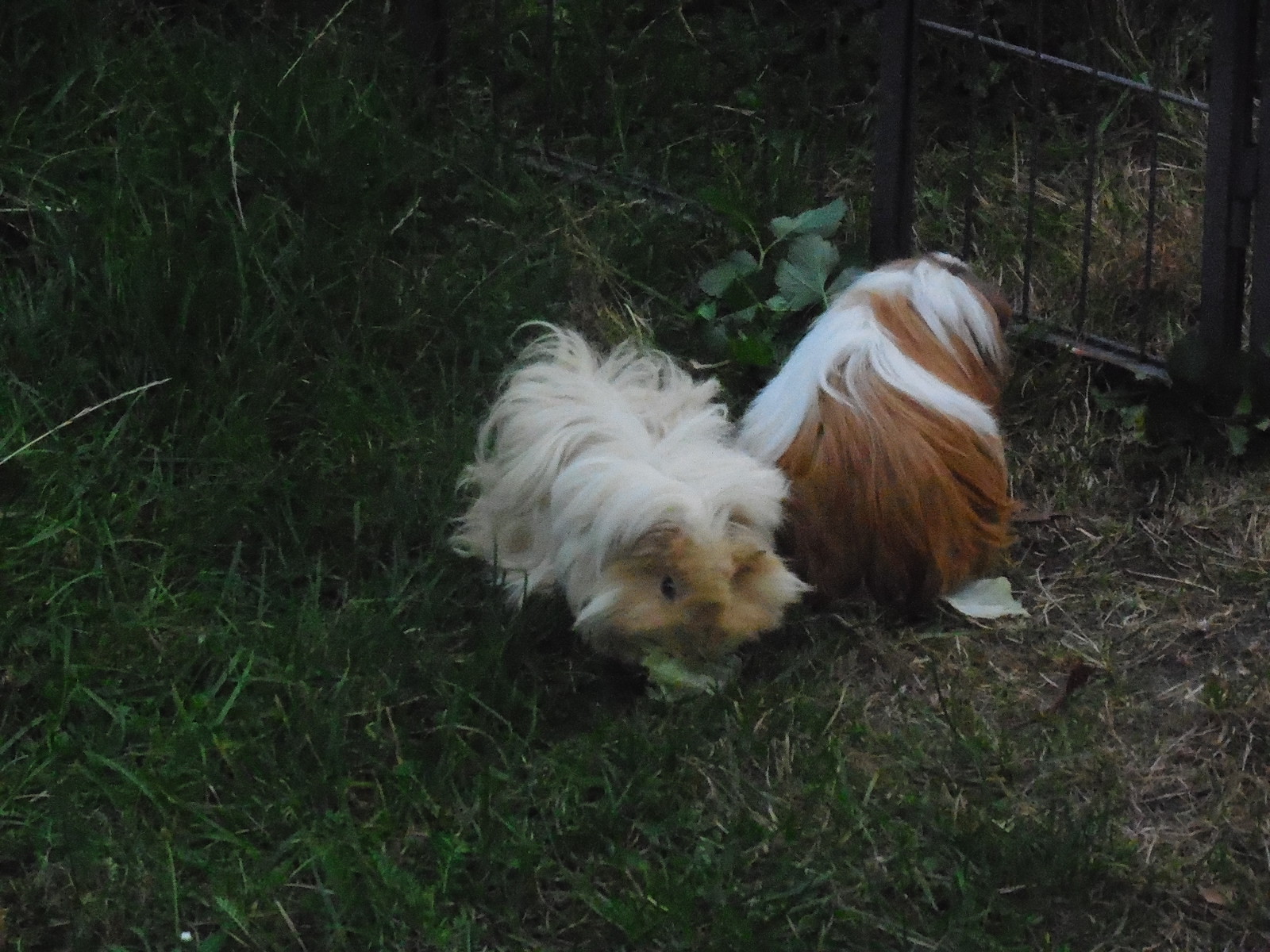 Peggy und Mercy