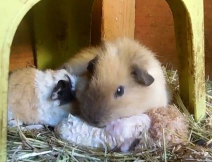 die kleine "Blümchen" möchte helfen :)