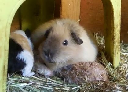 Blümchen möchte helfen, wie süß :)