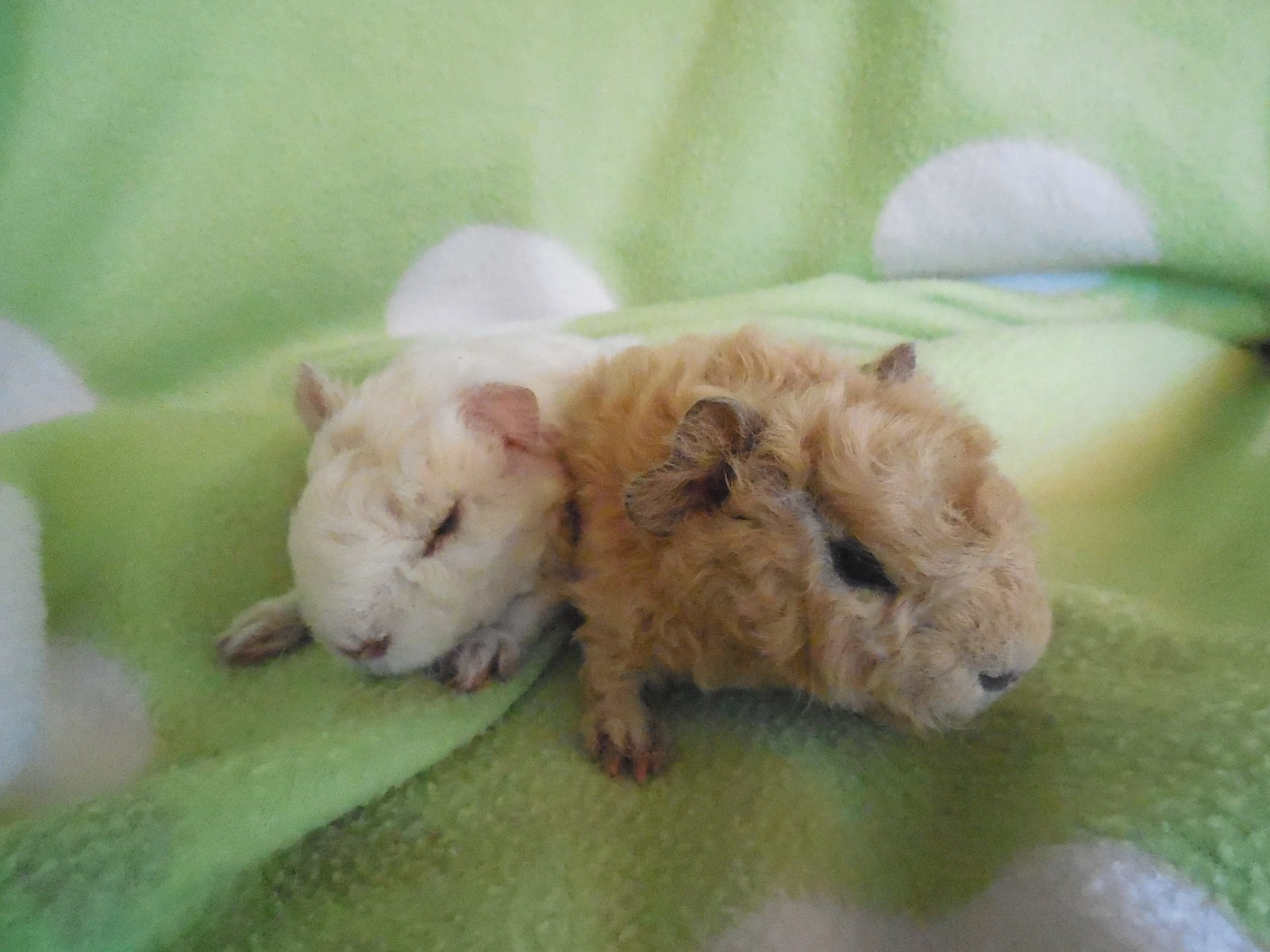 die kleine Weiße 77gr Geburtsgewicht, der Bock 85gr