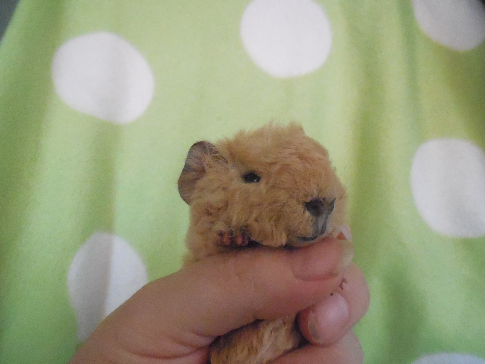 er färbt scheinbar um, freu freu :D