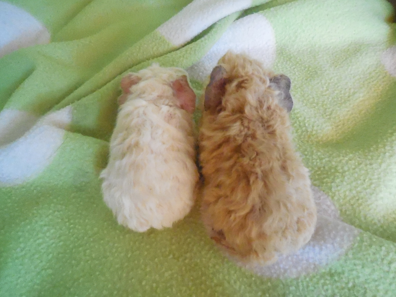 eindeutig hat er die dunkleren Ohren, mal gucken und beobachten ;)