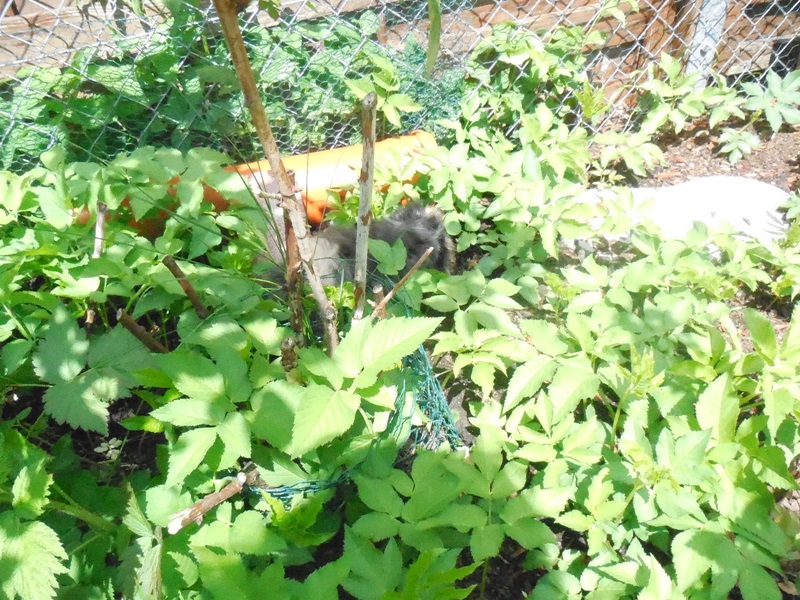 Meeris suchen zwischen Giersch :)