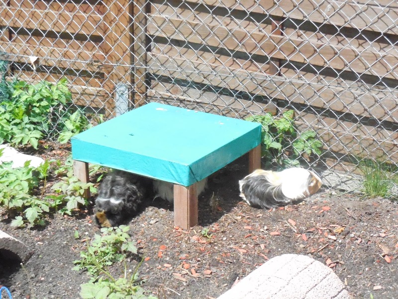 ein Hocker als Unterschlupf