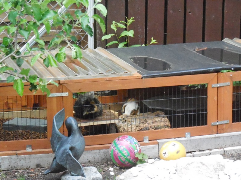 Jack Daniels und Regenbogen