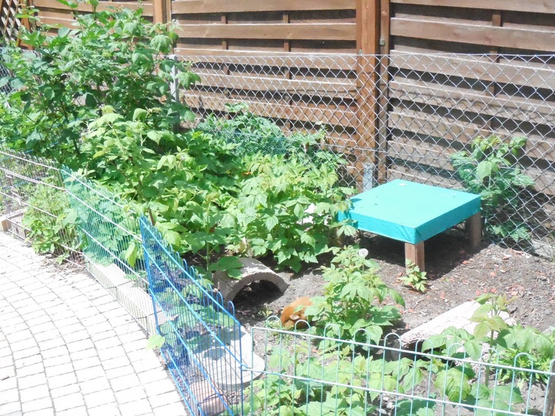 Giersch und Himbeere