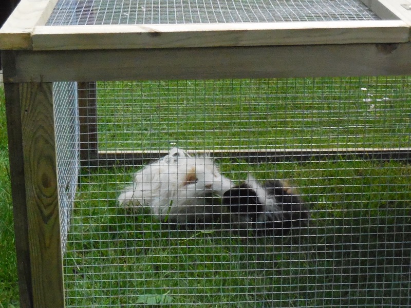 Mogli und Karnevalkeks