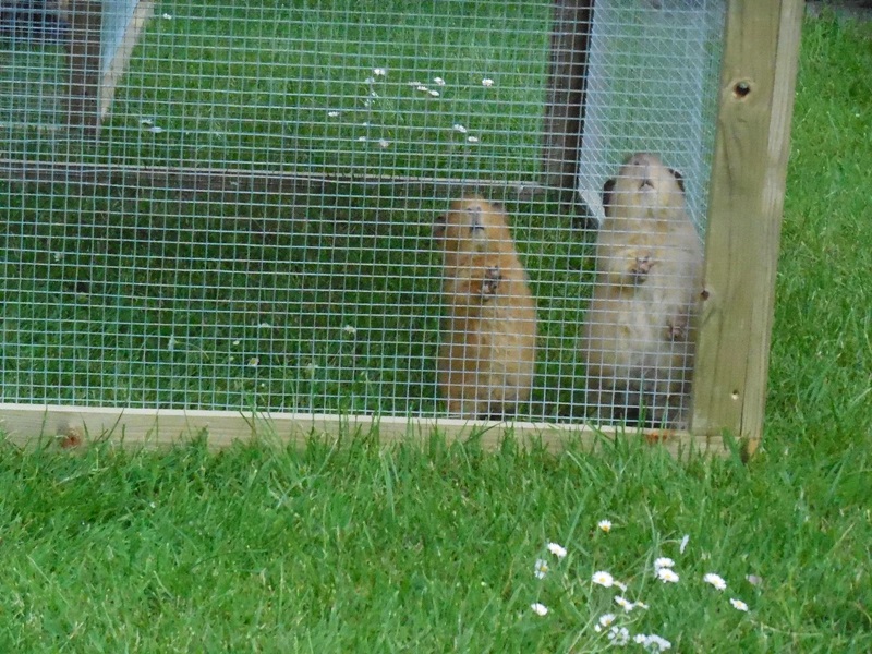 die wollen wohl raus? ;)