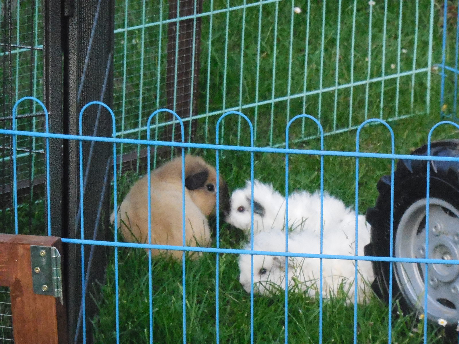 der kleine Ausreißer "Quasi", so ein Schlawiener, schlupft er aus der Bockgruppe rüber zu Funny und Fletcher :P