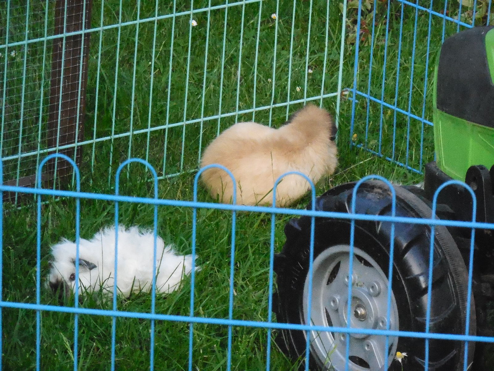 Kleiner Schlingel der "Quasi" :D