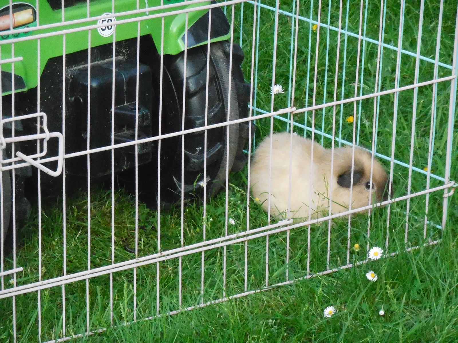 das ist Funny, unter dem Traktor kann man sich auch gut vor der Sonne verstecken und nebenbei Gras fressen.... :D