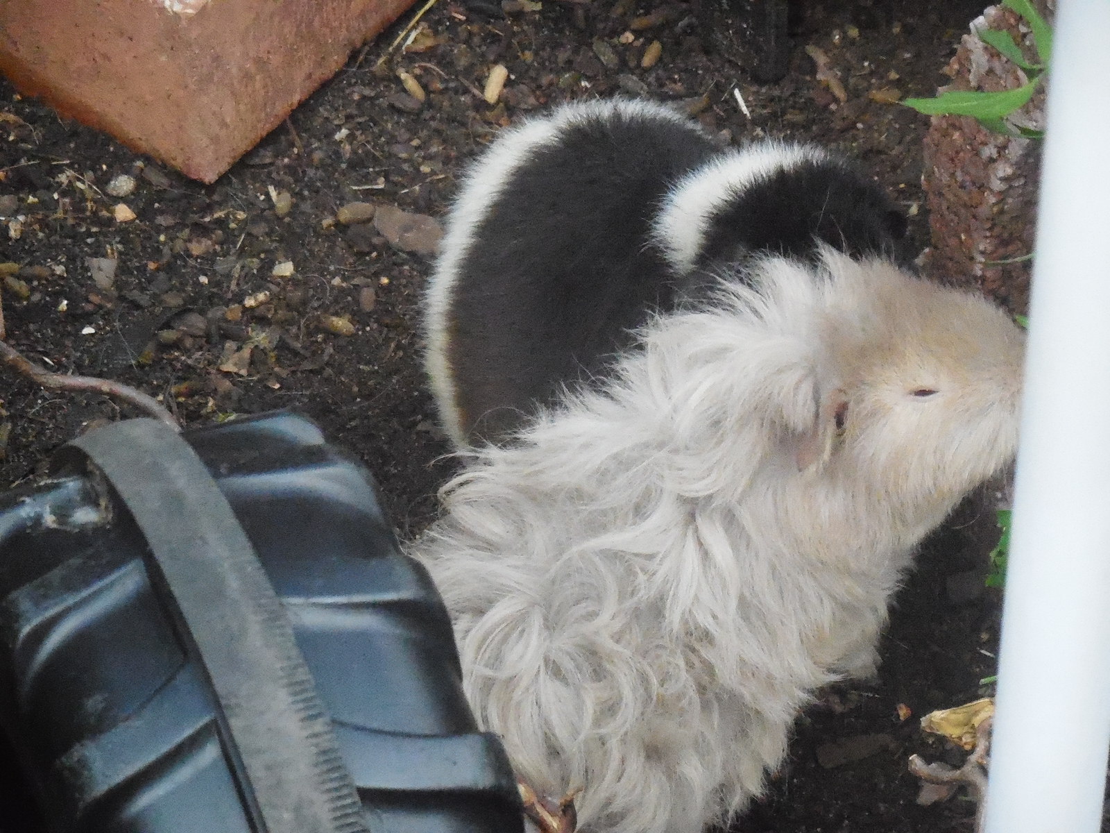 hier sind Chiara und Nelly zu sehen