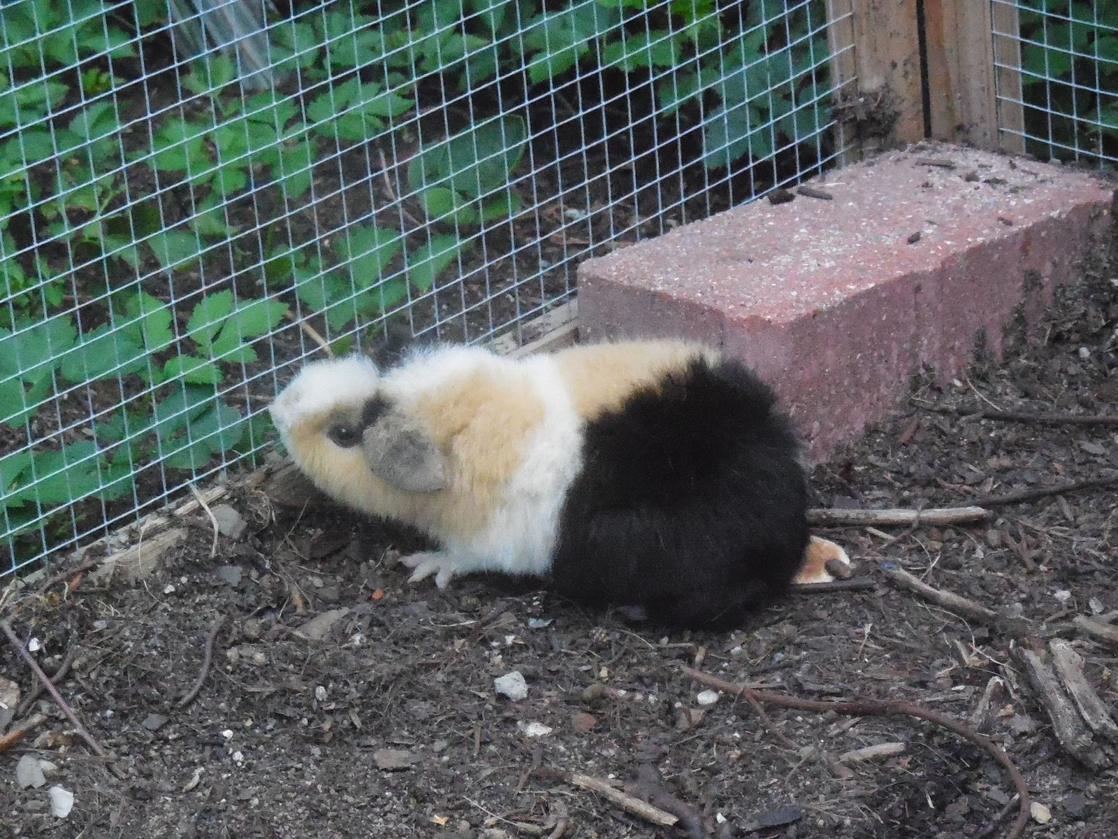die Schwester von Biene, "Blümchen"